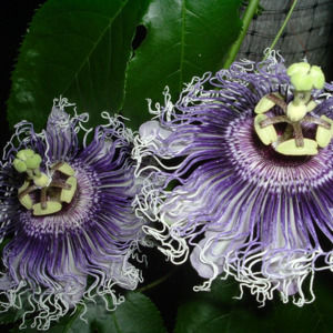 Meet your Posher, Lyla